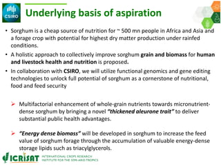ICRISAT Governing Board 2019 PC meeting: Multifactorial enhancement of sorghum grain nutrients and biomass energy density for improved human and livestock health and nutrition - by Dr Pooja Bhatnagar-Mathur and team