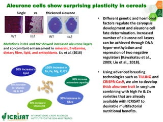 ICRISAT Governing Board 2019 PC meeting: Multifactorial enhancement of sorghum grain nutrients and biomass energy density for improved human and livestock health and nutrition - by Dr Pooja Bhatnagar-Mathur and team