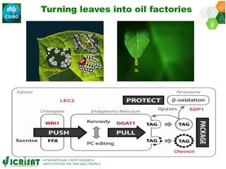 ICRISAT Governing Board 2019 PC meeting: Multifactorial enhancement of sorghum grain nutrients and biomass energy density for improved human and livestock health and nutrition - by Dr Pooja Bhatnagar-Mathur and team