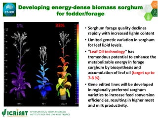 ICRISAT Governing Board 2019 PC meeting: Multifactorial enhancement of sorghum grain nutrients and biomass energy density for improved human and livestock health and nutrition - by Dr Pooja Bhatnagar-Mathur and team