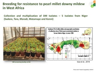 ICRISAT Governing Board 2019 PC meeting : Genetic improvement of Pearl millet for West Africa by Dr Prakash  Gangashetty