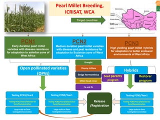 ICRISAT Governing Board 2019 PC meeting : Genetic improvement of Pearl millet for West Africa by Dr Prakash  Gangashetty