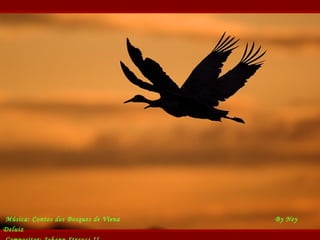 Música: Contos dos Bosques de Viena By Ney
Deluiz
 