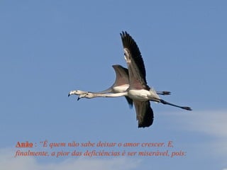 Anão : “É quem não sabe deixar o amor crescer. E,
finalmente, a pior das deficiências é ser miserável, pois:
 