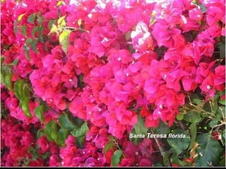Santa Teresa florida...
 
