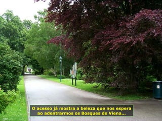 O acesso já mostra a beleza que nos espera
ao adentrarmos os Bosques de Viena...
 