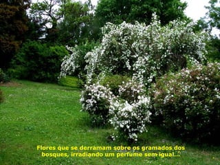 Flores que se derramam sobre os gramados dos
bosques, irradiando um perfume sem igual...
 