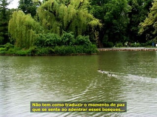 Não tem como traduzir o momento de paz
que se sente ao adentrar esses bosques...
 