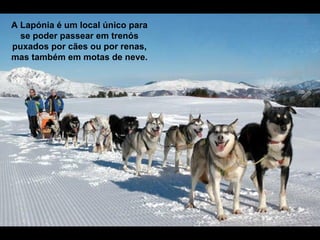 A Lapónia é um local único para
se poder passear em trenós
puxados por cães ou por renas,
mas também em motas de neve.
 