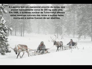 A Lapónia tem um manancial enorme de renas, que
pesam normalmente cerca de 200 kg cada uma.
Em 1986, o acidente nuclear de Tchernobyl afectou
estas reservas naturais das renas e muitas delas
morreram e outras tiveram de ser abatidas.
 