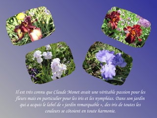 Il est très connu que Claude Monet avait une véritable passion pour les
fleurs mais en particulier pour les iris et les nymphéas. Dans son jardin
qui a acquis le label de « jardin remarquable », des iris de toutes les
couleurs se côtoient en toute harmonie.
 