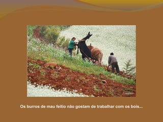 Os burros de mau feitio não gostam de trabalhar com os bois...
 