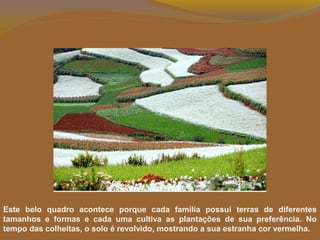 Este belo quadro acontece porque cada família possui terras de diferentes
tamanhos e formas e cada uma cultiva as plantações de sua preferência. No
tempo das colheitas, o solo é revolvido, mostrando a sua estranha cor vermelha.
 