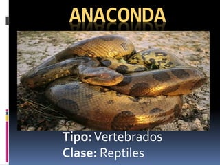 ANACONDA
Tipo:Vertebrados
Clase: Reptiles
 