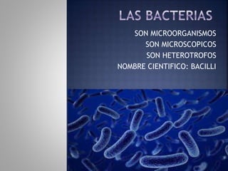 SON MICROORGANISMOS
SON MICROSCOPICOS
SON HETEROTROFOS
NOMBRE CIENTIFICO: BACILLI
 