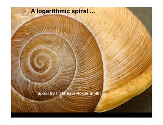 A logarithmic spiral ...




  Spiral by ﬂickr user Roger Smith
 