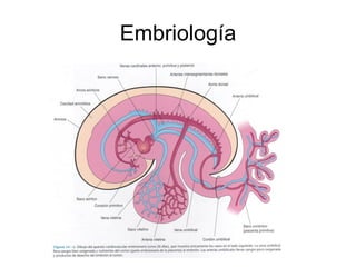 Embriología 
