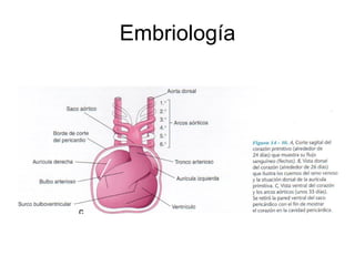 Embriología 