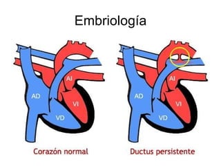 Embriología 