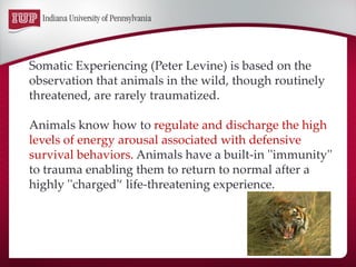 Somatic Experiencing (Peter Levine) is based on the observation that animals in the wild, though routinely threatened, are...