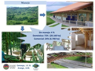 Manejo

Sin manejo: 4 %
Doméstico: 72% (20.160 ha)
Comercial: 24% (6.700 ha)

Camargo, J.C. &
Arango, A.M.

 