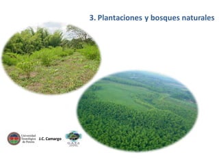 3. Plantaciones y bosques naturales

J.C. Camargo

 
