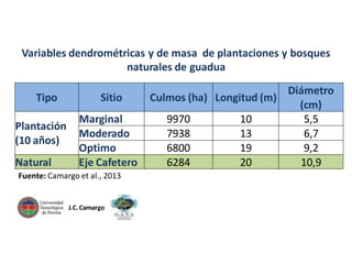 Variables dendrométricas y de masa de plantaciones y bosques
naturales de guadua
Tipo
Plantación
(10 años)
Natural

Sitio
Marginal
Moderado
Optimo
Eje Cafetero

Fuente: Camargo et al., 2013

J.C. Camargo

Culmos (ha) Longitud (m)
9970
7938
6800
6284

10
13
19
20

Diámetro
(cm)
5,5
6,7
9,2
10,9

 