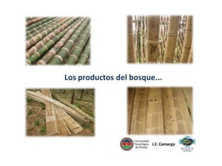 Los productos del bosque...

J.C. Camargo

 