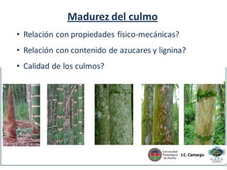 Definition of culm maturity

Madurez del culmo

o New approaches
• o Physical and mechanical properties
Relación con propiedades físico-mecánicas?
o Starch con contenido de azucares y lignina?
and lignin content
• Relación
Definition
• Calidad de los culmos?of culm maturity

J.C. Camargo

 