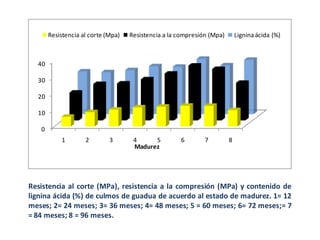 Resistencia al corte (Mpa)

Resistencia a la compresión (Mpa)

Lignina ácida (%)

40
30

20
10
0
1

2

3

4
5
Madurez

6

7

8

Resistencia al corte (MPa), resistencia a la compresión (MPa) y contenido de
lignina ácida (%) de culmos de guadua de acuerdo al estado de madurez. 1= 12
meses; 2= 24 meses; 3= 36 meses; 4= 48 meses; 5 = 60 meses; 6= 72 meses;= 7
= 84 meses; 8 = 96 meses.

 