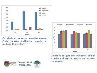 3,5

B. vulgaris

3,0

G. amplexifolia

D. strictus

2,5

C. subulata
2,0
%
1,5
1,0

B. Vulgaris

0,5

G. amplexifolia

D. strictus

C. Subulata

35

0,0

30

24

36

48

Months

25

Carbohidratos totales en extracto acuoso.
Cuatro especies y diferente estado de
madurez de los culmos

%

20
15
10
5
0
24

36

48

Months

Camargo, J.C. &
Arango, A.M.

Contenido de lignina en los culmos. Cuatro
especies y diferente estado de madurez
delos culmos.

 