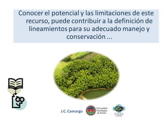 Conocer el potencial y las limitaciones de este
recurso, puede contribuir a la definición de
lineamientos para su adecuado manejo y
conservación ...

J.C. Camargo

 