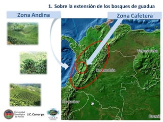 1. Sobre la extensión de los bosques de guadua

Zona Andina

J.C. Camargo

Zona Cafetera

 