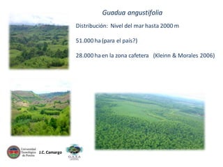 Guadua angustifolia
Distribución: Nivel del mar hasta 2000 m
51.000 ha (para el país?)

28.000 ha en la zona cafetera (Kleinn & Morales 2006)

J.C. Camargo

 