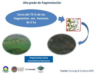 Alto grado de fragmentación

Cerca del 75 % de los
fragmentos son menores
de 5 ha

Importantes como
ecosistemas boscosos

J.C. Camargo

Fuente: Camargo & Cardona 2005

 