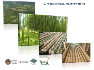 2. Productividad, manejo y oferta

J.C. Camargo

 