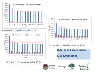 5000
4500

Culmos vivos

Culmos cosechados

4000

Culmos / ha

3500
3000

2500
2000
1500
5000

1000

4500

500

Años

•Escenario 1: Cosecha anual de 12%
Culmos vivos

Culmos cosechados

4500

3500

Culmos / ha

0 1 2 3 4 5 6 7 8 9 10 11 12 13 14 15 16 17 18 19 20

3000

2500
2000
1500
1000

500
0

4000

0 1 2 3 4 5 6 7 8 9 10 11 12 13 14 15 16 17 18 19 20

3500

culmos/ ha

Culmos cosechados

4000

0

5000

Culmos vivos

Años

3000

2500

•Escenario 3: Cosecha anual de 35 %

2000
1500

26 ha de bosques de guadua

1000

500
0
0 1 2 3 4 5 6 7 8 9 10 11 12 13 14 15 16 17 18 19 20
Años

52 11 culmos por ha

•Escenario 2: Cosecha anual de 25 %
J.C. Camargo

 