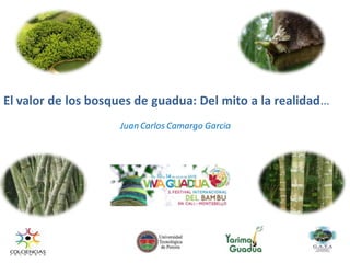El valor de los bosques de guadua: Del mito a la realidad…
Juan Carlos Camargo Garcia

 