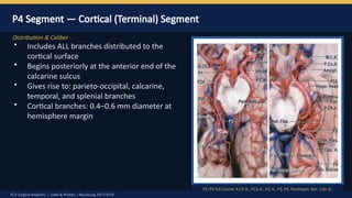 PCA Surgical anatomy by Dr Prasanna D Hegde. Neurosurgery Resident ...
