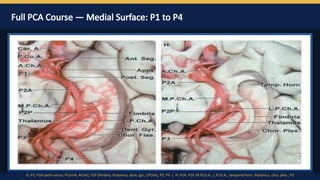 Pca Inervates PCA Surgical anatomy by Dr Prasanna D Hegde. Neurosurgery Resident ...