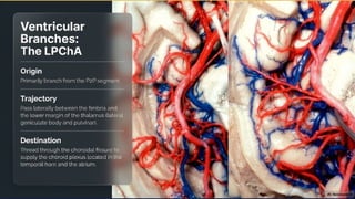 Pca Body PCA Surgical anatomy by Dr Prasanna D Hegde. Neurosurgery Resident ...