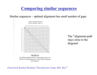 Comparing similar sequences
Similar sequences – optimal alignment has small number of gaps.
The “alignment path”
stays close to the
diagonal
From book Setubal Meidanis”Introduction Comp. Mol. Biol”
 