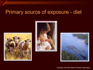 Primary source of exposure - diet Courtesy of the BC Salmon Farmers Association 