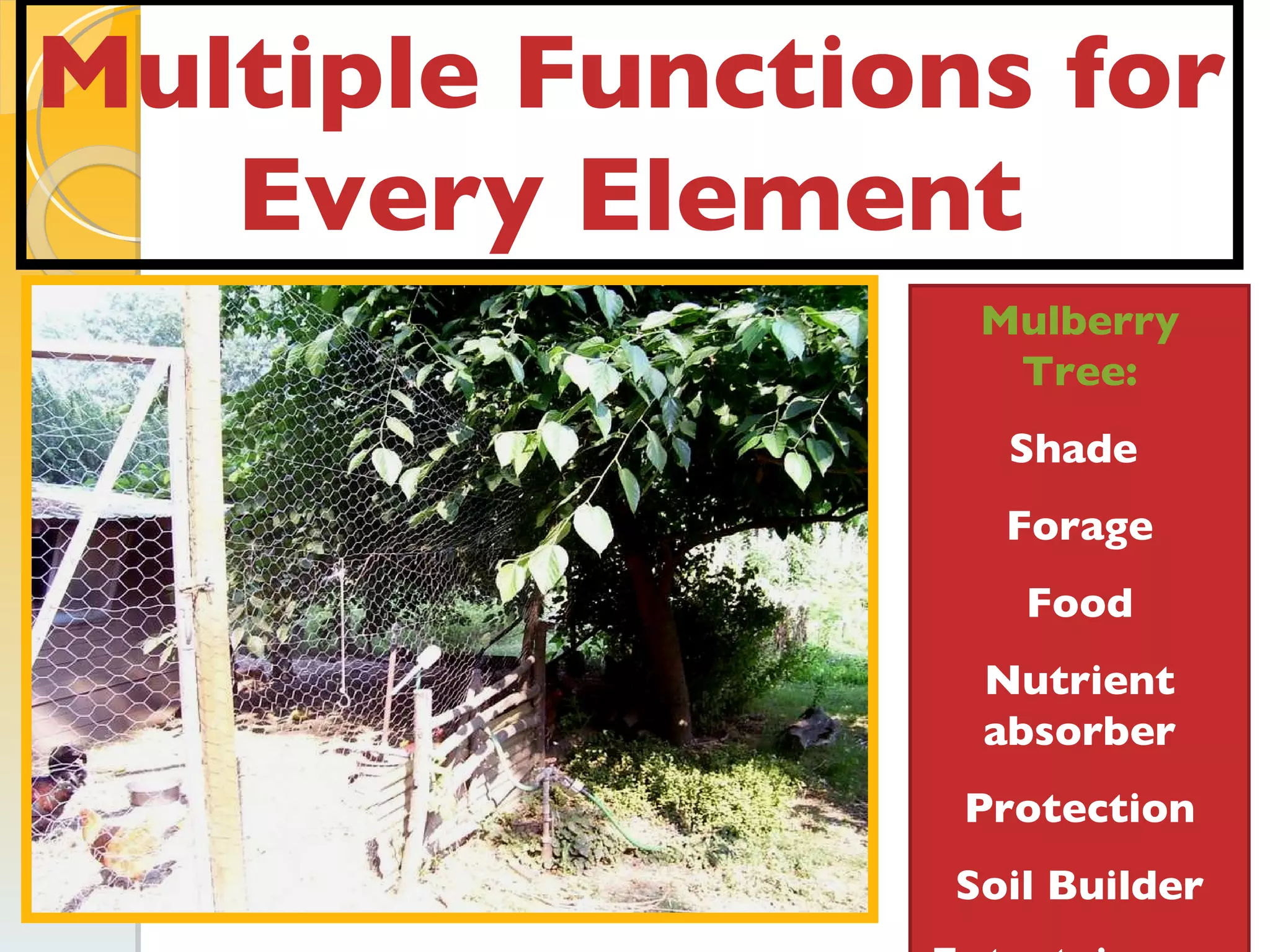 Multiple Functions for Every Element Mulberry Tree: Shade  Forage Food Nutrient absorber Protection Soil Builder Entertainment 