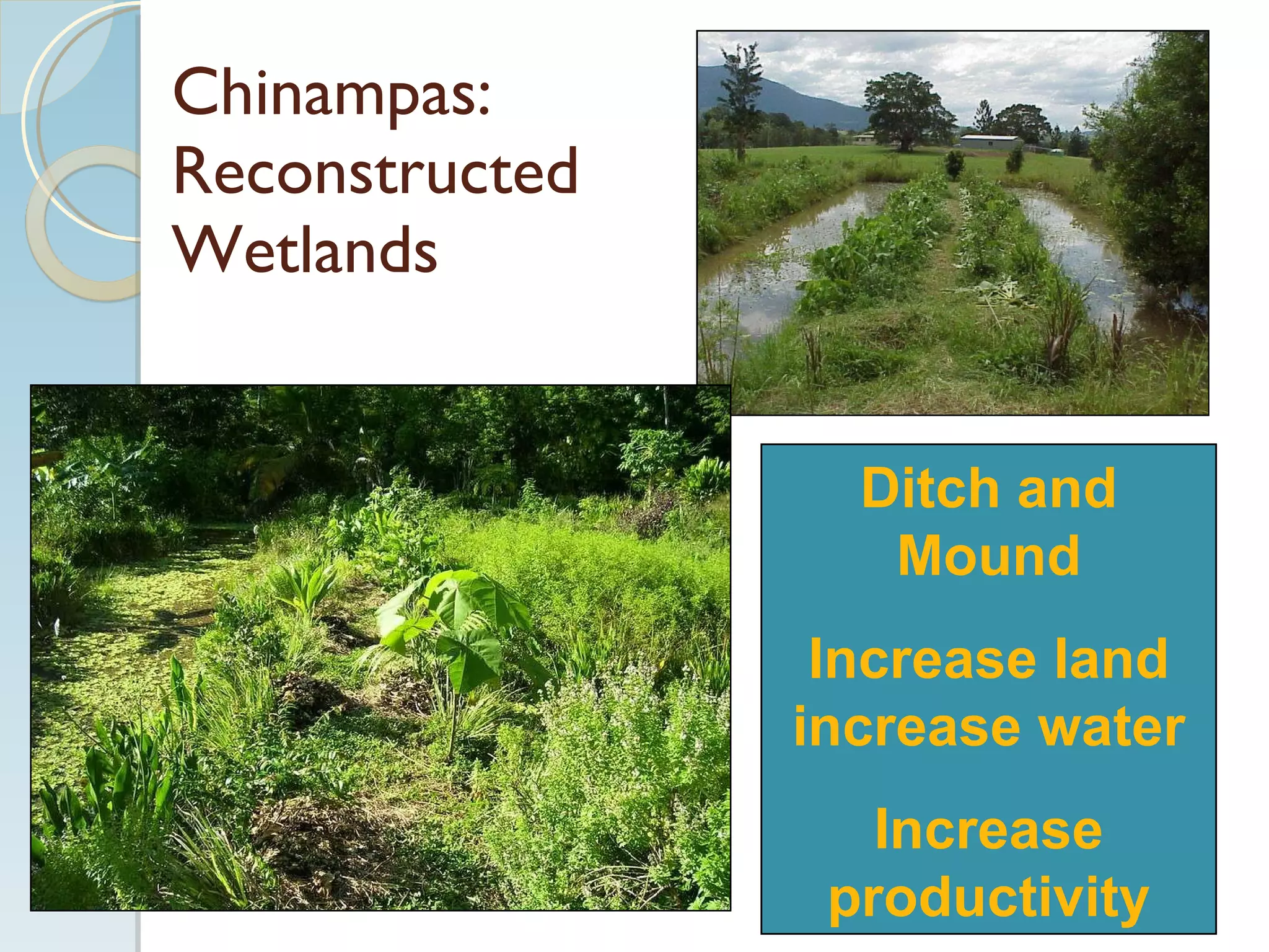 Chinampas: Reconstructed Wetlands Ditch and Mound Increase land increase water Increase productivity 