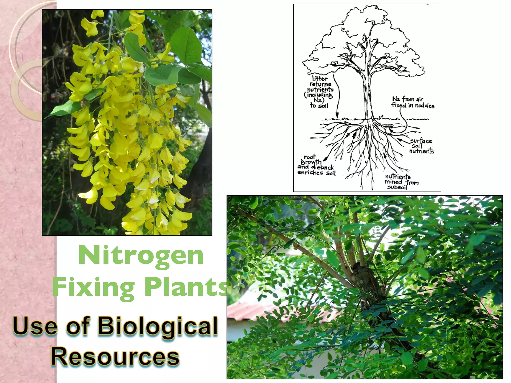 Nitrogen Fixing Plants 