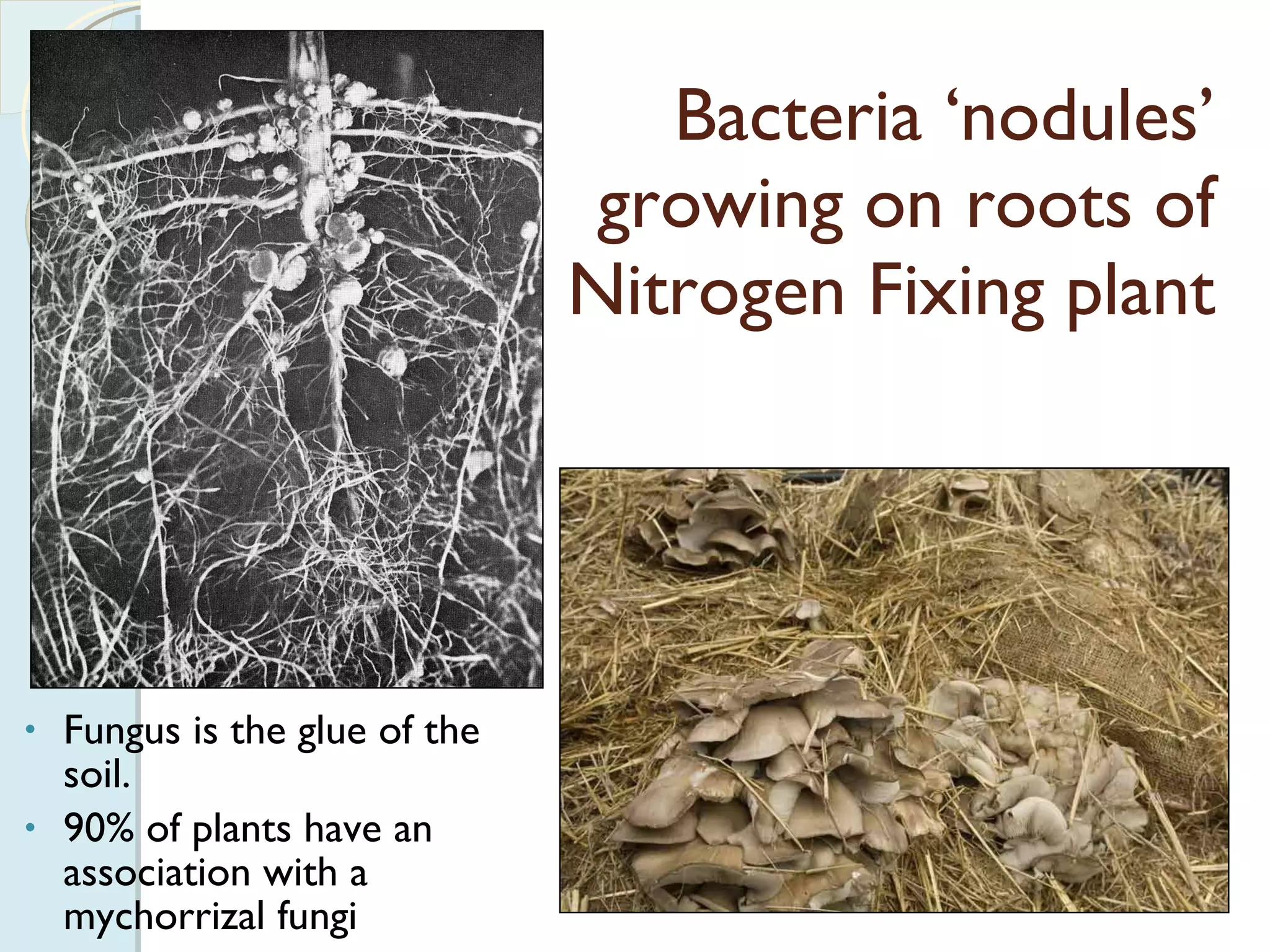 Bacteria ‘nodules’ growing on roots of Nitrogen Fixing plant Fungus is the glue of the soil. 90% of plants have an association with a mychorrizal fungi 