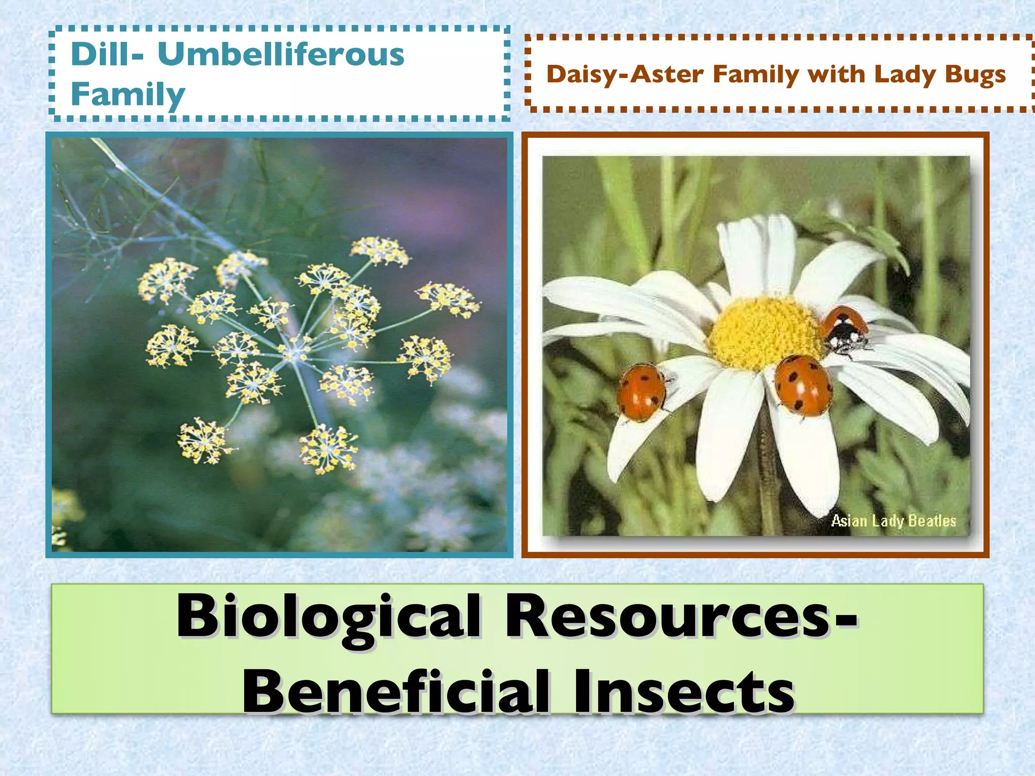 Dill- Umbelliferous Family Daisy-Aster Family with Lady Bugs Biological Resources- Beneficial Insects 
