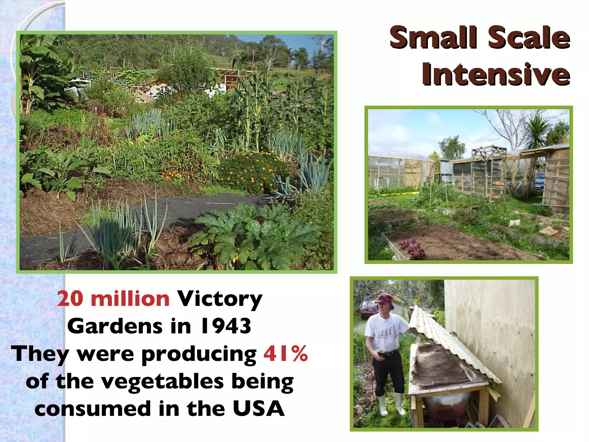 Small Scale Intensive 20 million  Victory Gardens in 1943 They were producing  41%  of the vegetables being consumed in the USA 