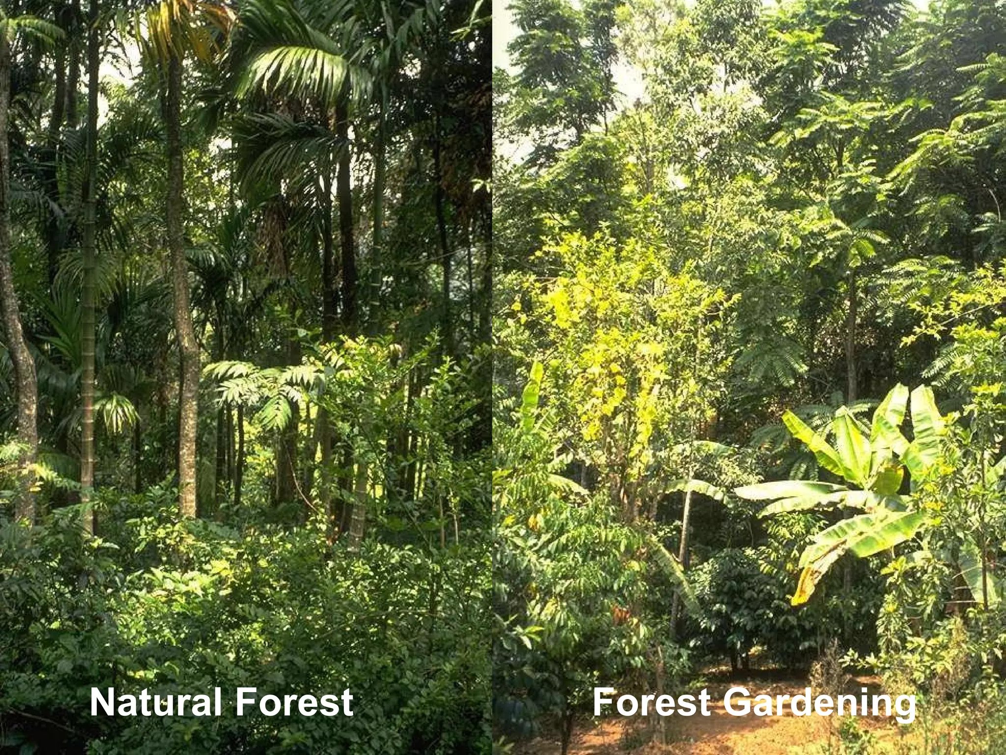 Diversity Natural Forest Forest Gardening 